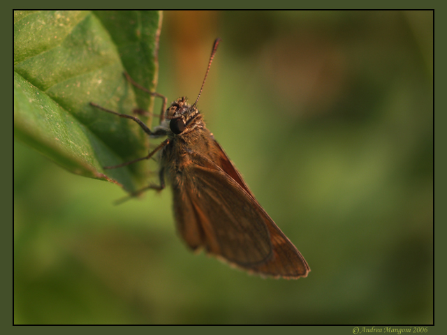 Ochlodes sylvanus